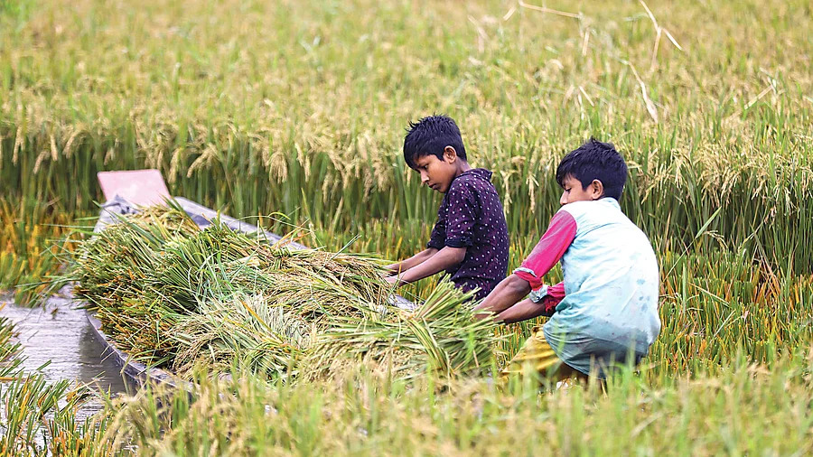 হাওরে বাঁধ ভেঙে সংকট বাড়ছে শিশুদেরও - প্রথম আলো